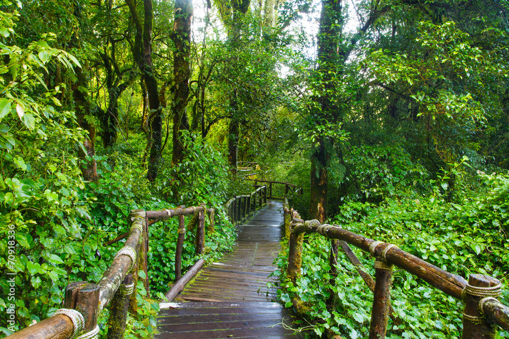 Obraz Ścieżka w tropikalnym lesie deszczowym