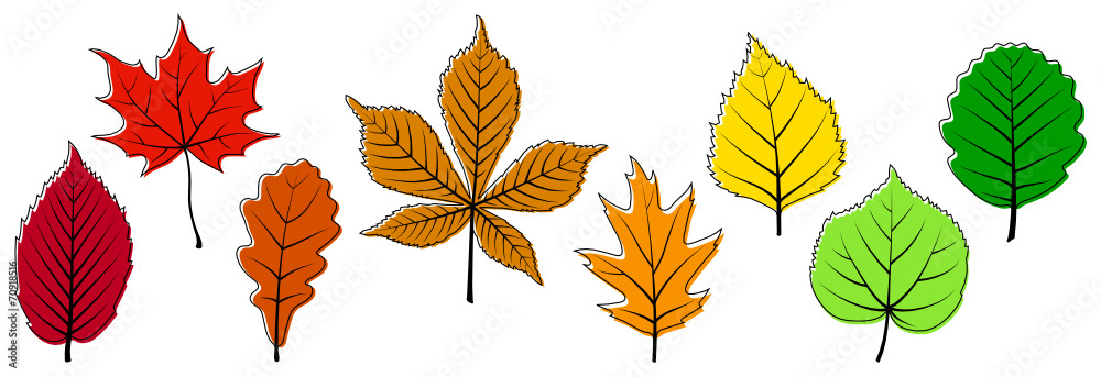 Obraz premium Colorful Fall Leaves