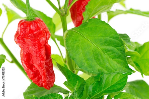 Bhut Jolokia - Peperoncino serpente