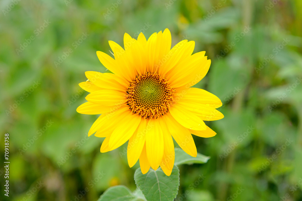 Beautiful sunflower closeup Beautiful sunflower closeup