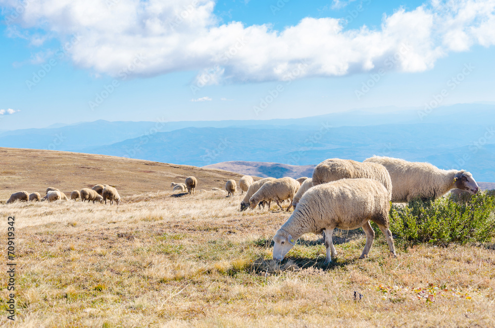 Fototapeta premium Herd of sheep on beautiful mountain meadow