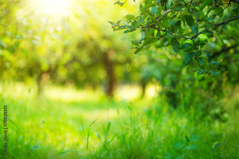 Apple garden green sunny background. Summer and autumn season. - obrazy, fototapety, plakaty 