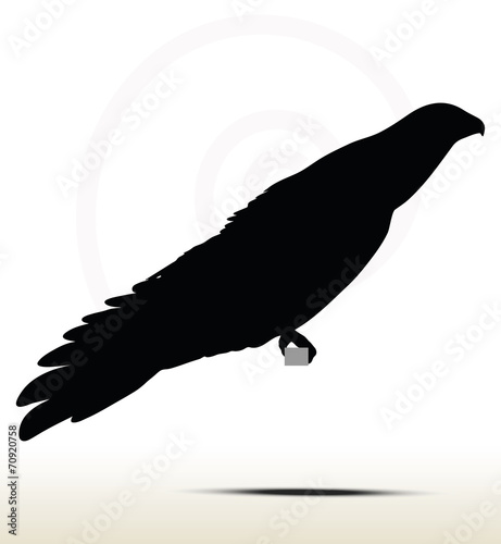 eagle silhouette