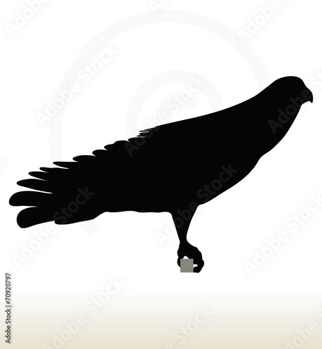 eagle silhouette