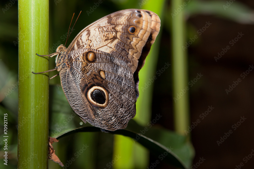Fototapeta premium Owl Butterfly