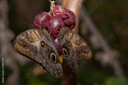 Perched over red grape