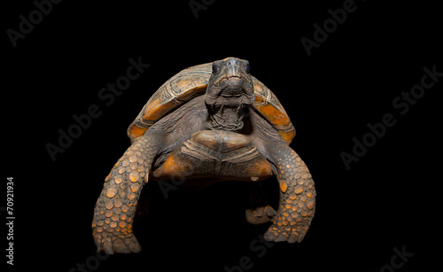 Yellow Footed Amazon Tortoise photo