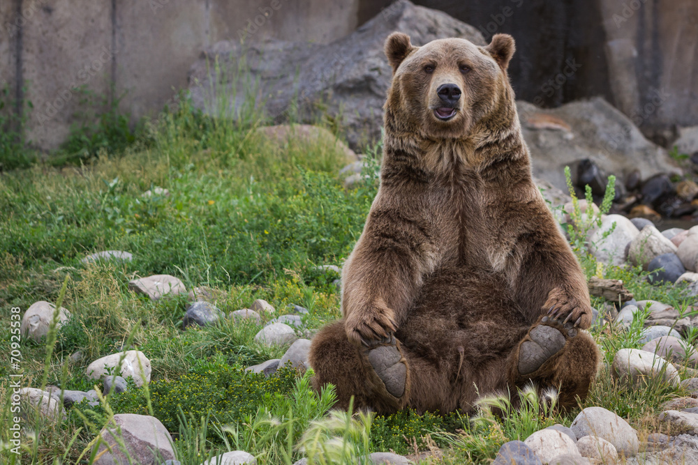 Naklejka premium Niedźwiedź grizzly