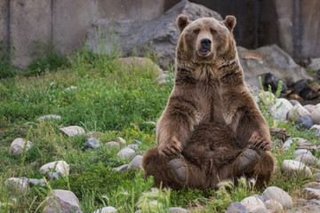 Handdoek met foto Beren Grizzlybeer in natuurlijke omgeving  © wollertz
