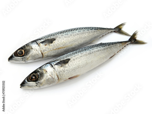Fresh fish Mackerel, tuna, saba