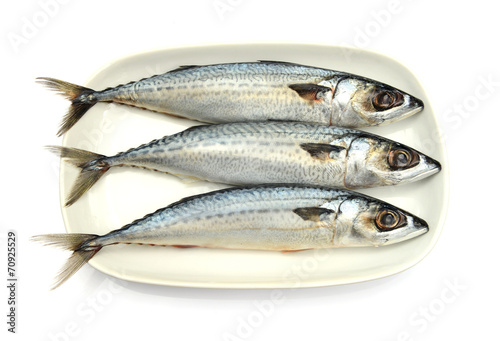Fresh fish Mackerel, tuna, saba, in white plate