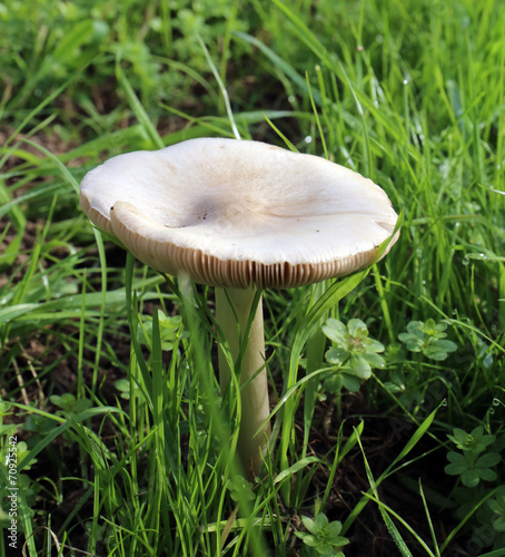 Fototapeta mushroom on lawn