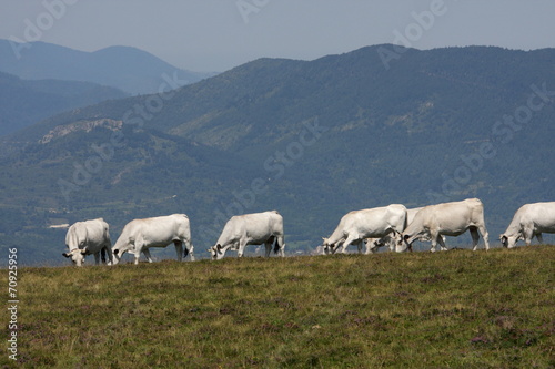 Vaches gasconnes,Pyrénées