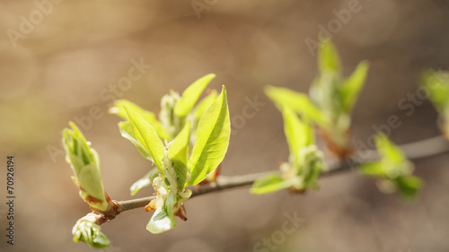 young leaves of cherry-bird tree in spring morning