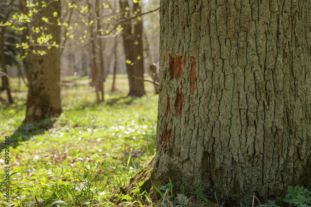 Obraz premium spring in natural park