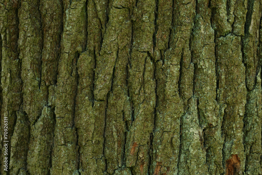 old linden cork texture old linden cork texture