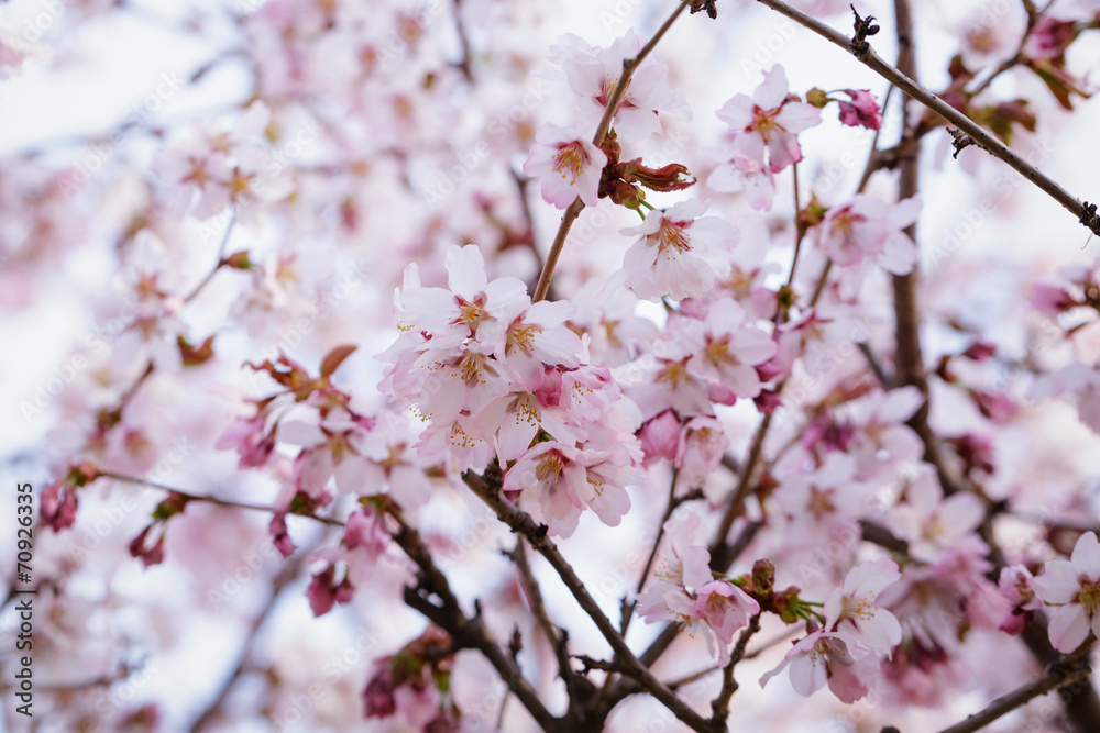 japan sakura cherry blossom