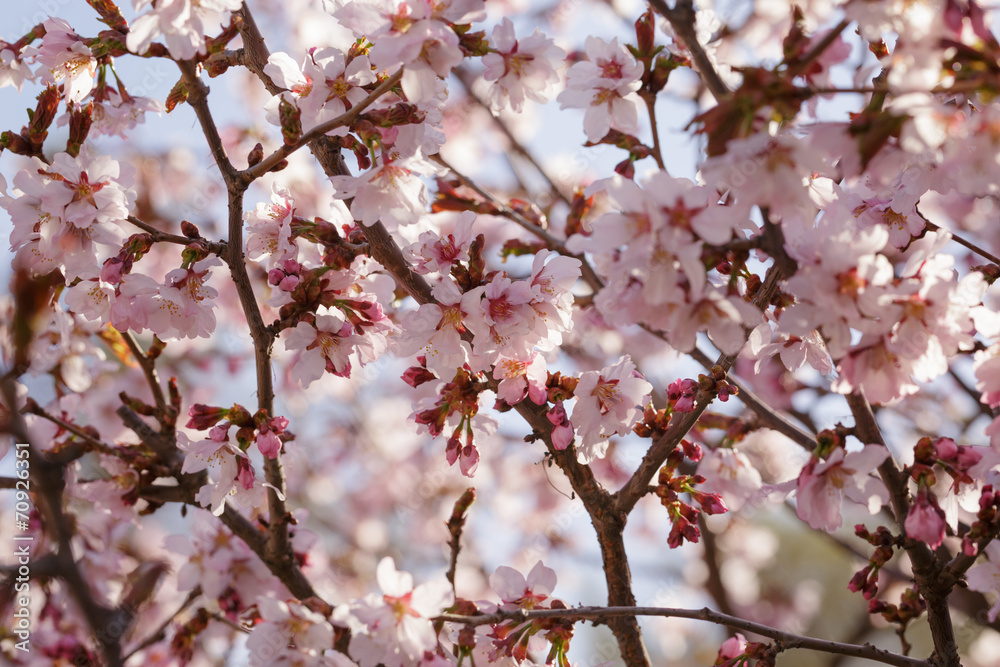 japan sakura cherry blossom