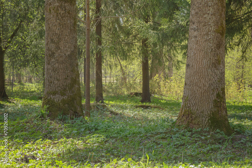 Fototapeta Naklejka Na Ścianę i Meble -  tree trunk in front of park background