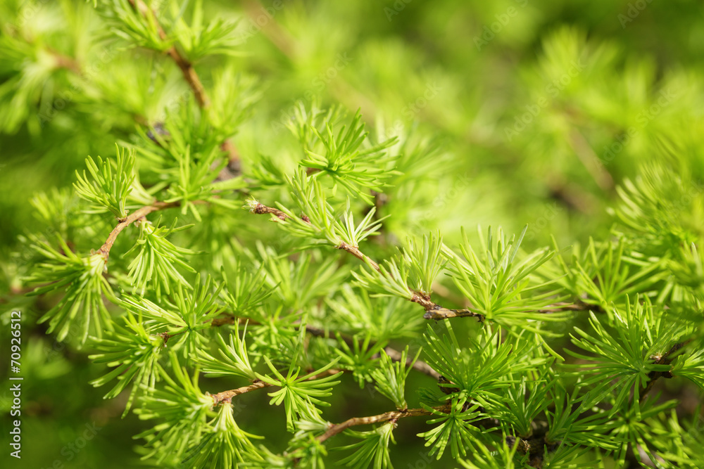 small larix tree leaves close up