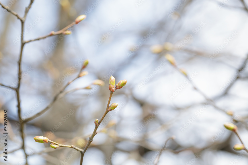 Tilia cordata first buds