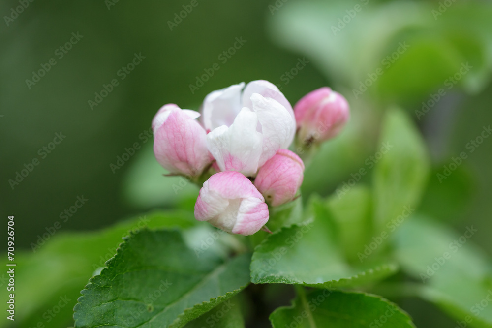spring apple flower and bud spring apple flower and bud
