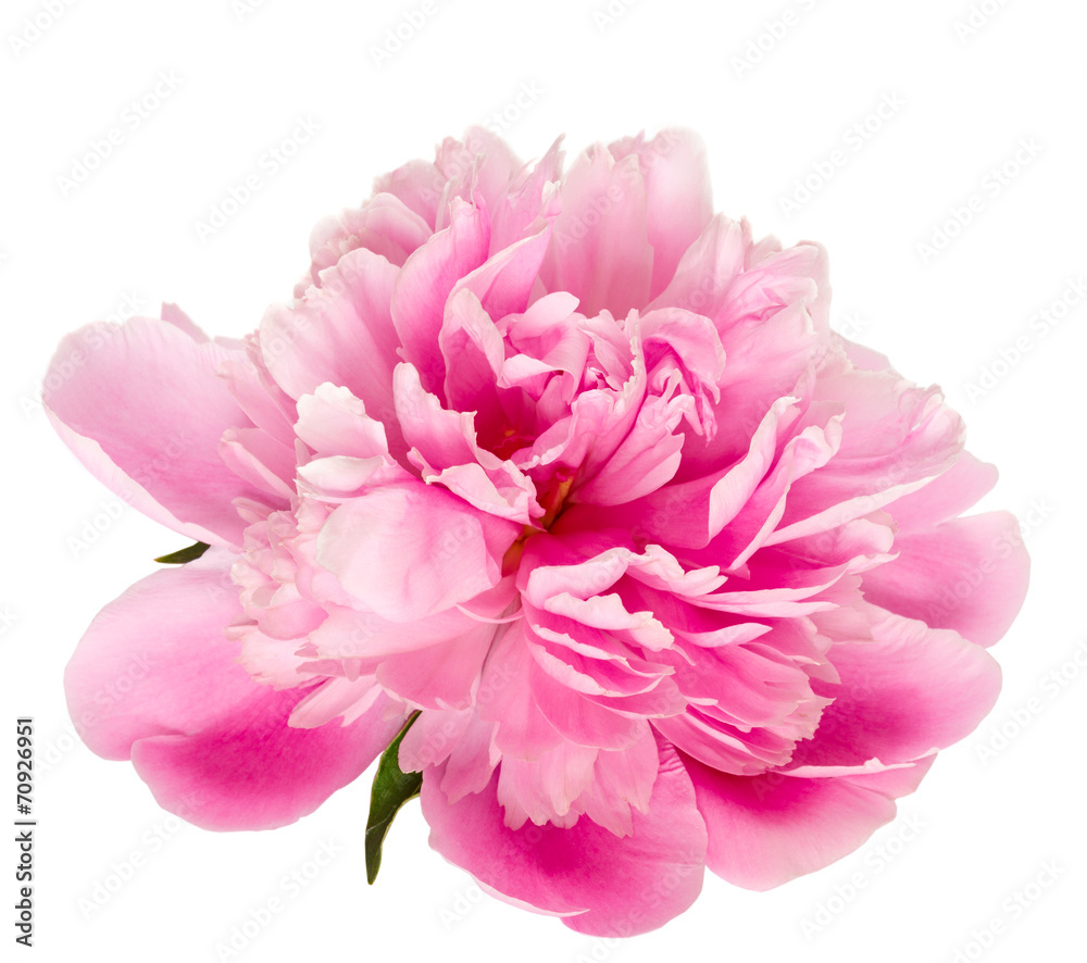 Blooming pink peony isolated on white background.