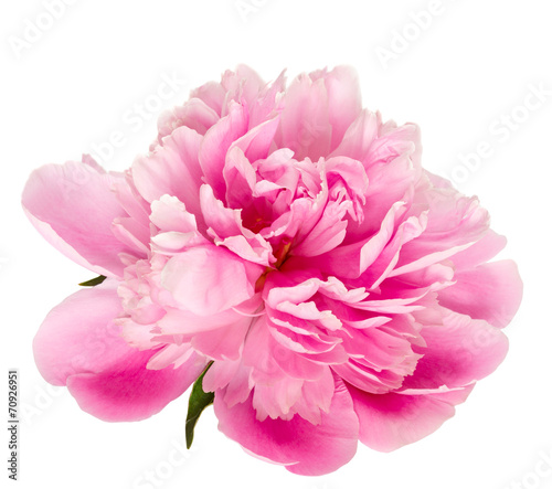 Fototapeta Naklejka Na Ścianę i Meble -  Blooming pink peony isolated on white background.