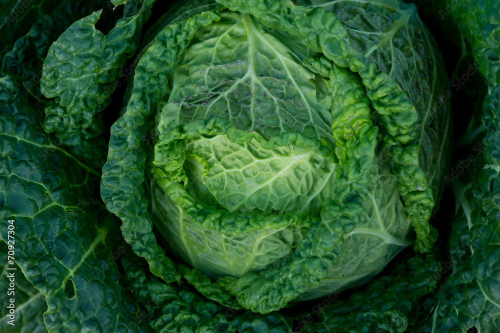 Fototapeta premium lettuce