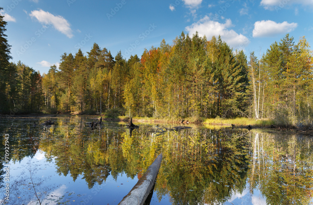 forest with reflection in a lake