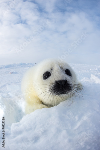 アザラシの赤ちゃん（Seal Pups) photo