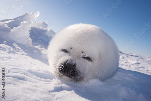 アザラシの赤ちゃん（Seal Pups)