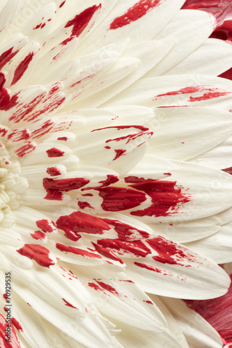 Fototapeta Naklejka Na Ścianę i Meble -  White gerbera flower in red paint