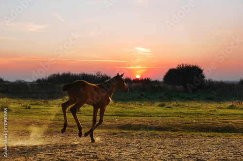 Running little foal © GrasePhoto