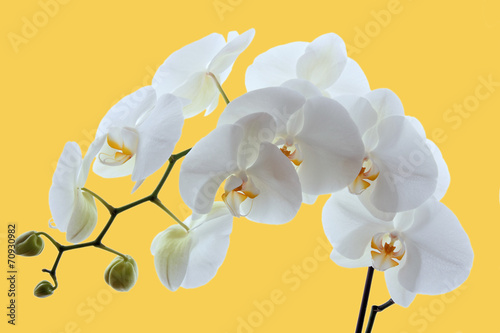 White orchid on yellow background