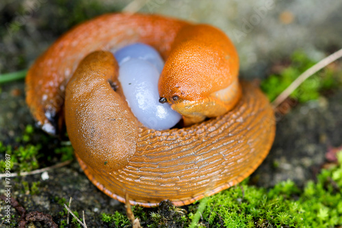 Wegschnecken bei der Befruchtung photo