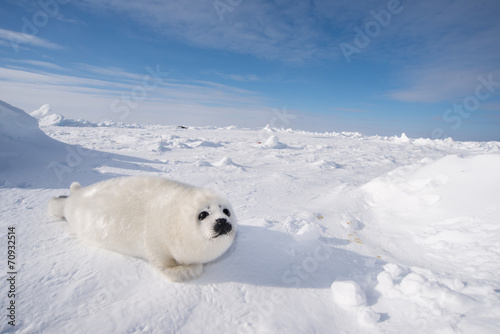 Plakat w ramie アザラシの赤ちゃん（Seal Pups)