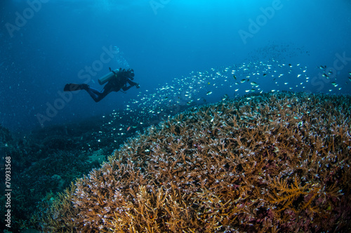 Fototapeta Naklejka Na Ścianę i Meble -  Schooling fish in Gili, Lombok, Nusa Tenggara Barat underwater