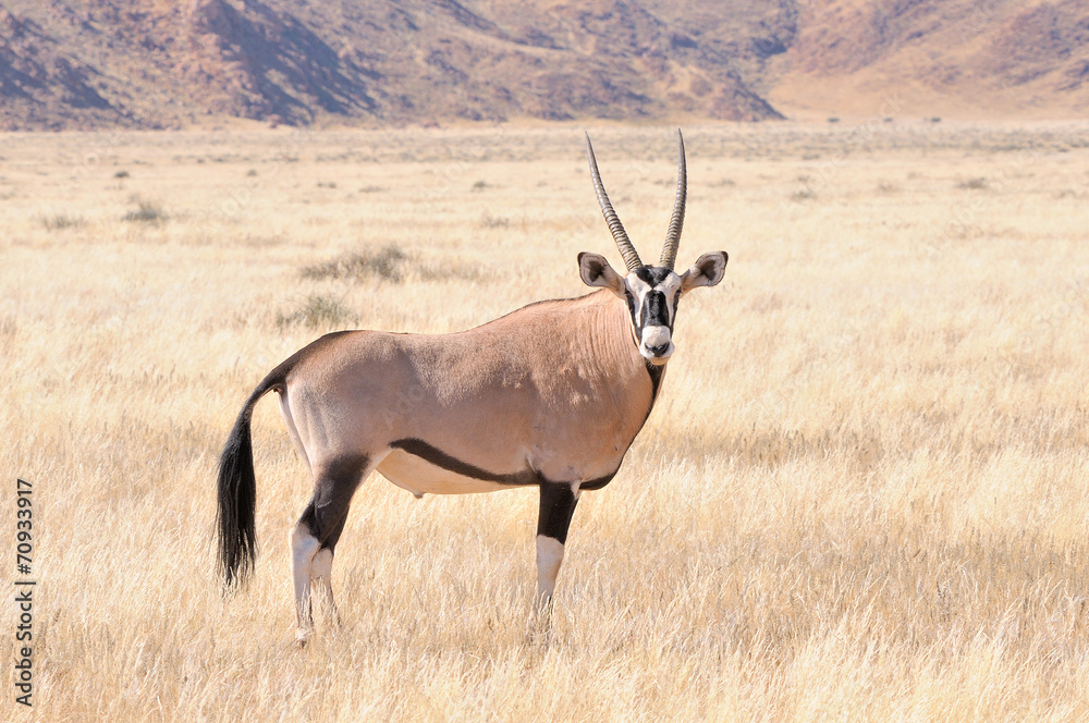 Oryx in grass landscape Oryx in grass landscape