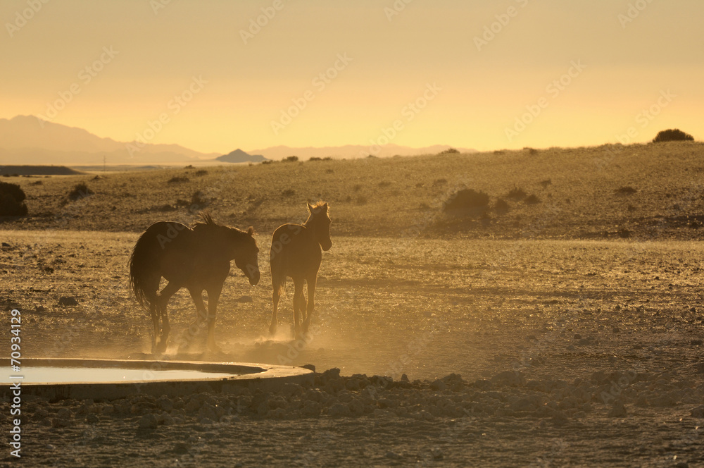 Wild horses of the Namib at sunset - obrazy, fototapety, plakaty 