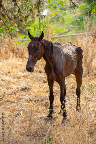 Plakat w ramie Skinny horse
