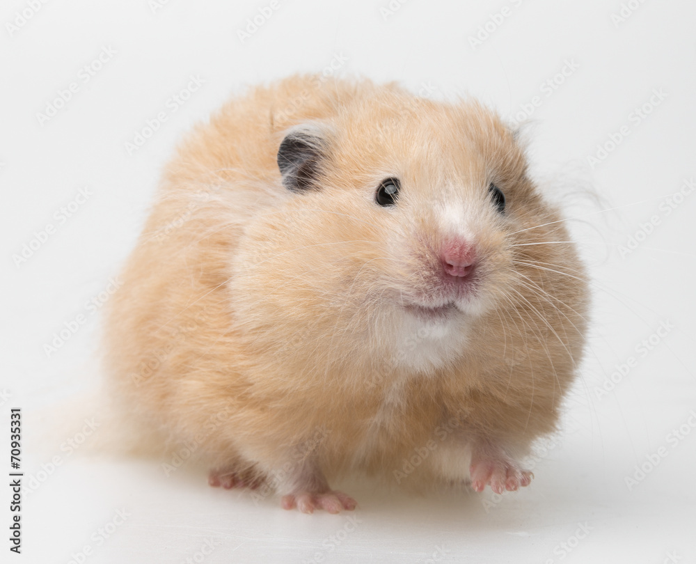 a cute little hamster on white background a cute little hamster on white background