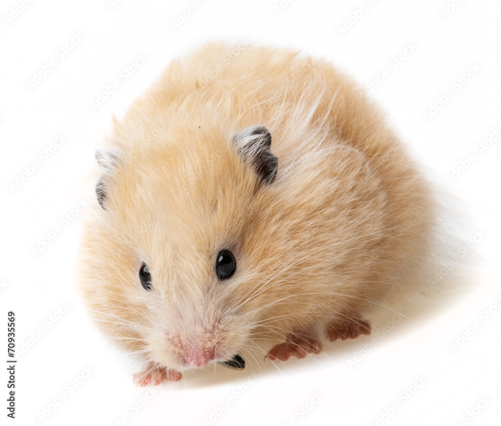 a cute little hamster on white background a cute little hamster on white background