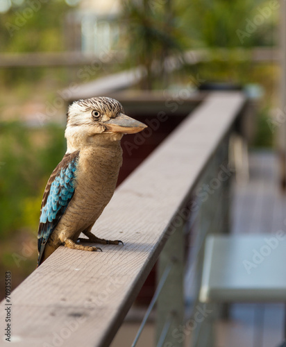 Blue and white kookaburra Australian Native bird photo