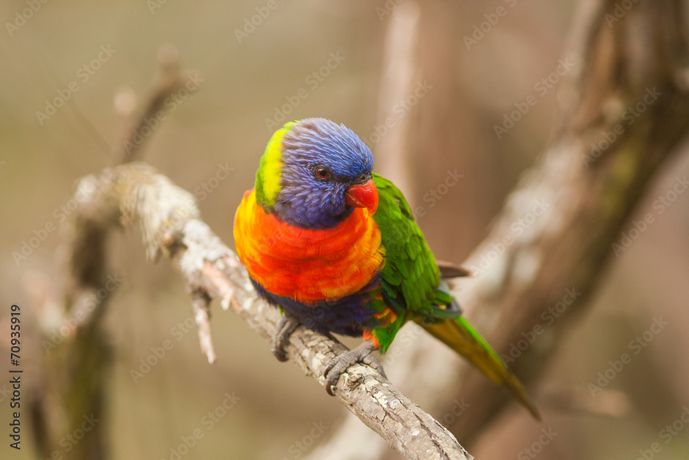 Naklejka premium rainbow lorikeet bird hanging on a branch