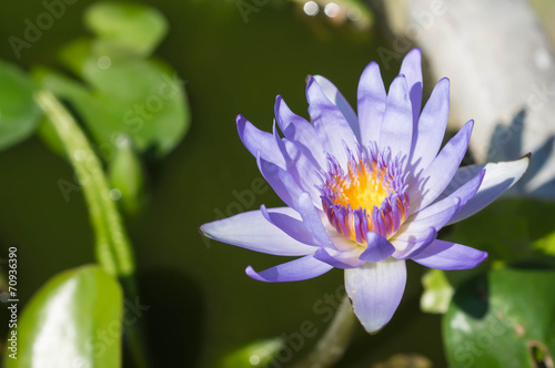 Beautiful lilac flower of a lotus