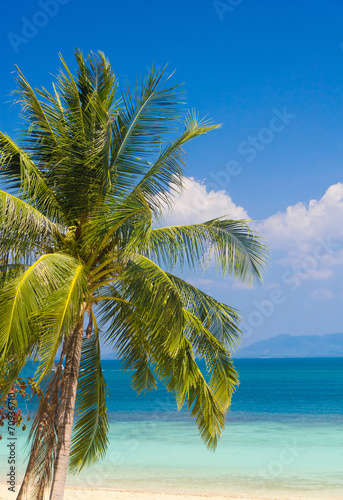 Idyllic Island Palm View © alma_sacra