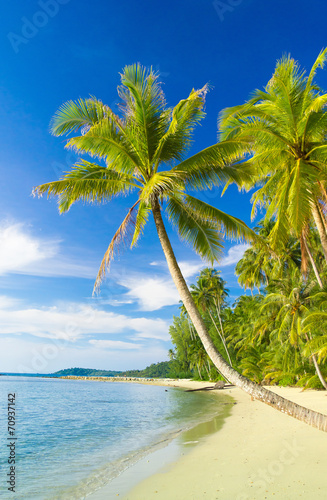 Fototapeta Naklejka Na Ścianę i Meble -  Idyllic Island Palm Panorama
