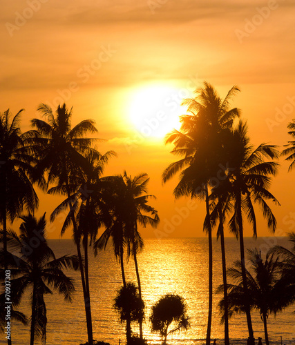 Evening Scene Palm Paradise