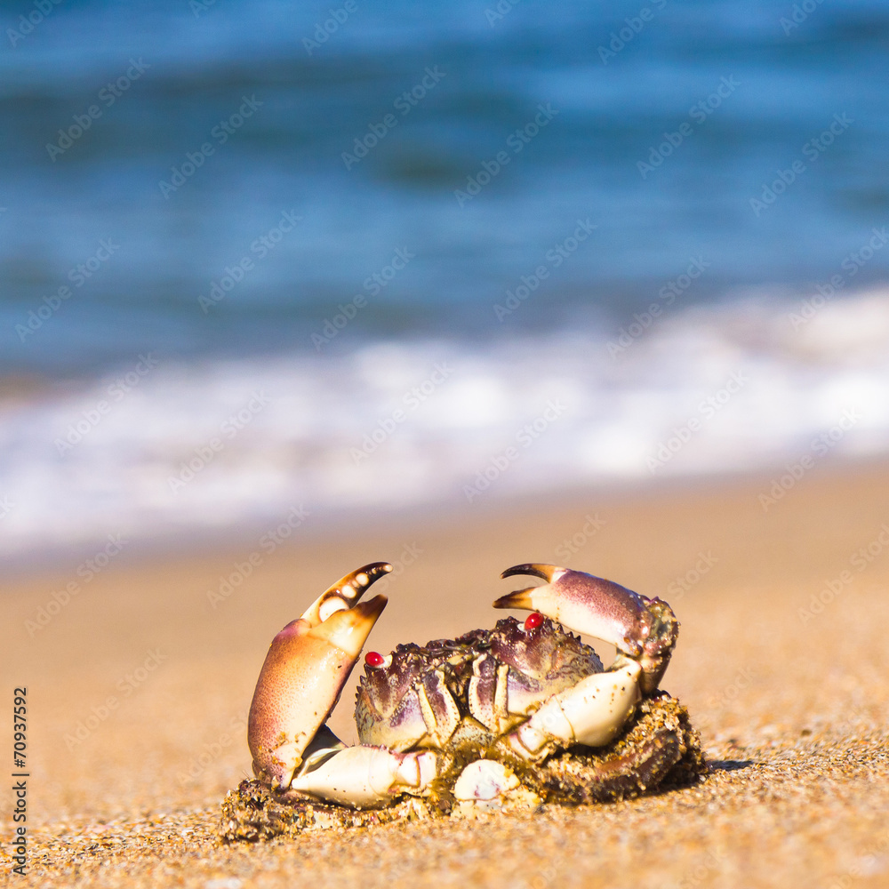 Seafood Posing Menacing Eyes